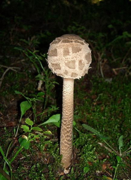 Escursione 11/08/2009